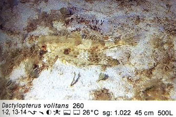 Dactylopterus volitans